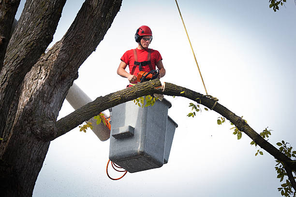 Best Storm Damage Tree Cleanup  in Mount Hermon, VA